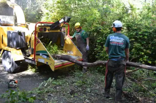 tree services Longboat Key